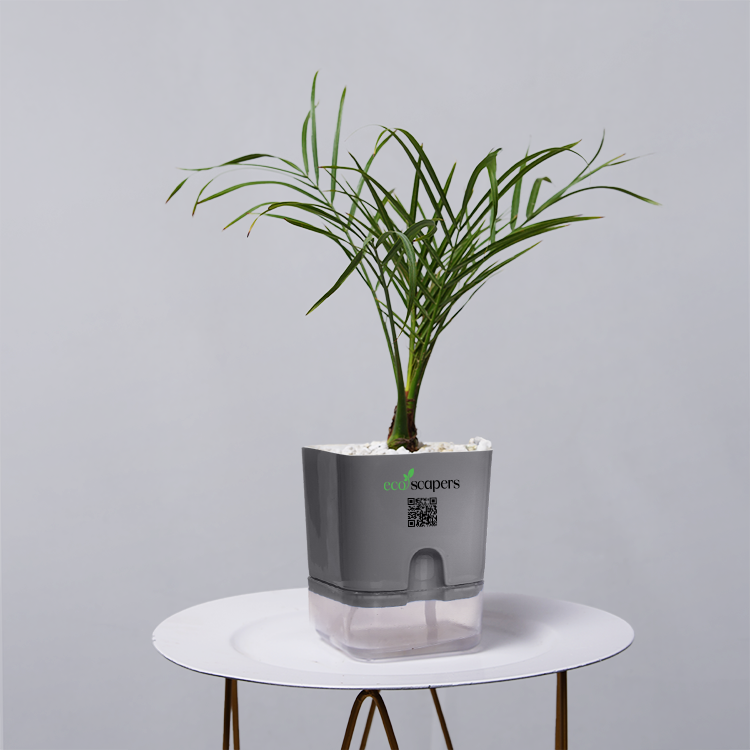 Areca  Golden Cane Palm