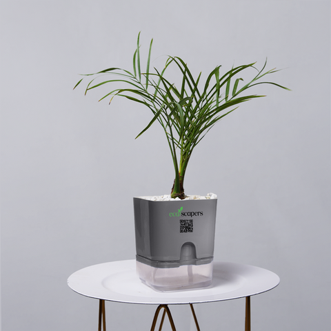 Areca  Golden Cane Palm