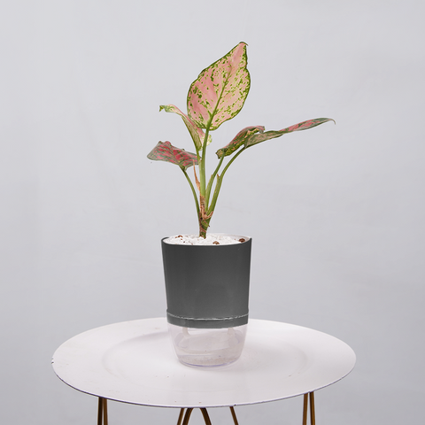 Aglaonema pink lipstick