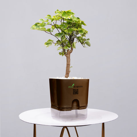 Ficus Bonsai