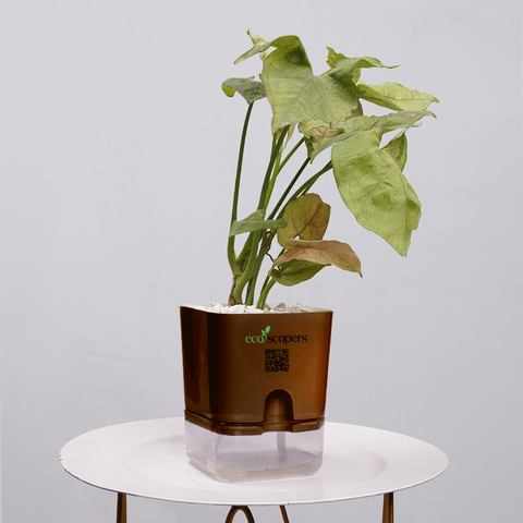 Syngonium Pink (Arrowhead Vine)