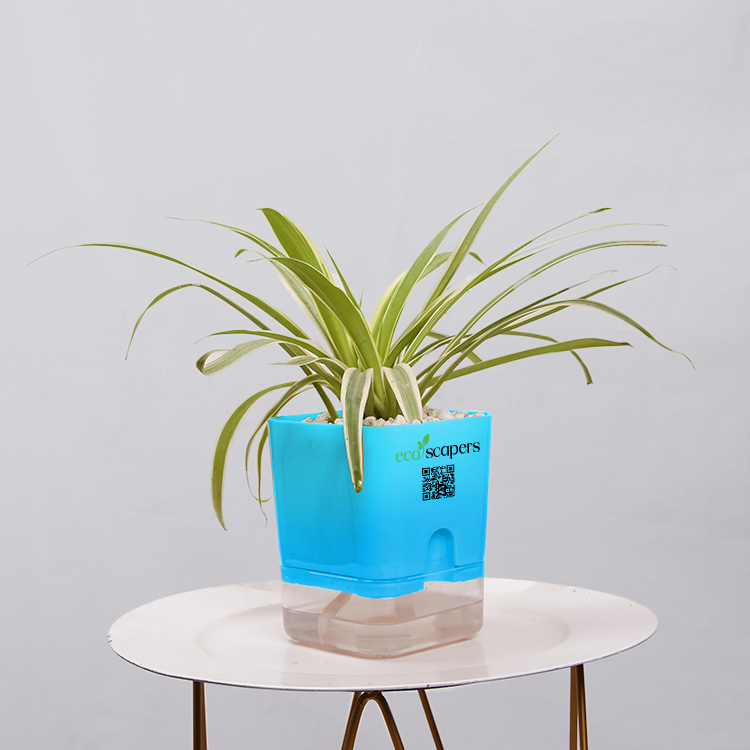 Dracaena marginata Madagascar multicolour