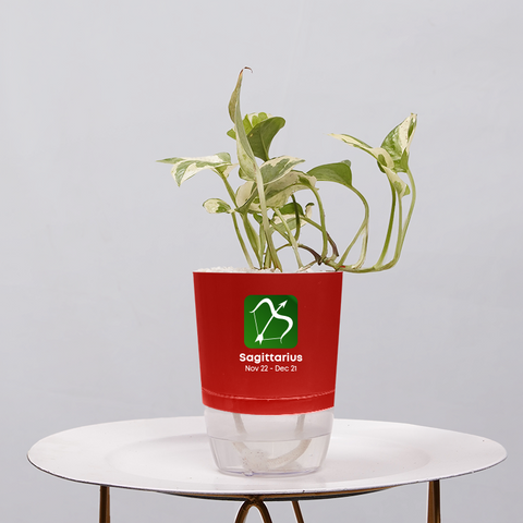 Money Plant Green (Pothos, Epipremnum aureum)