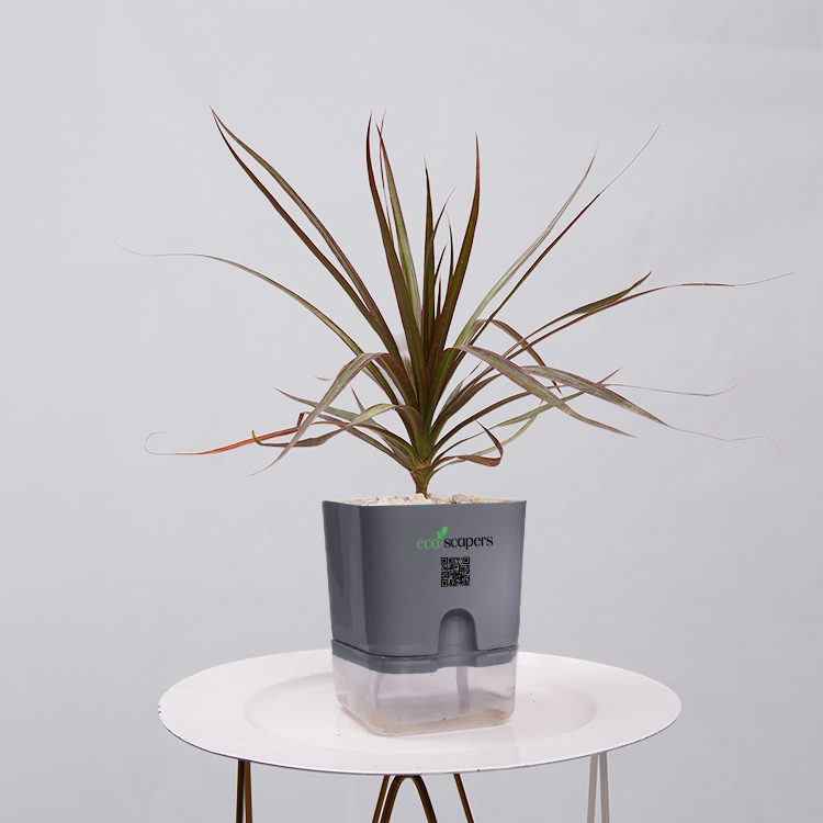 Dracaena Marginata (Dragon Tree)
