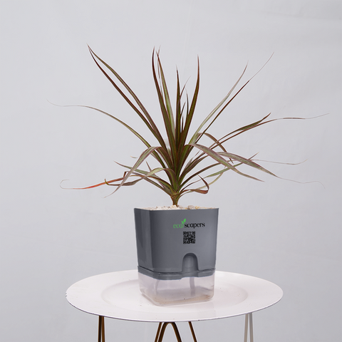 Dracaena Marginata (Dragon Tree)