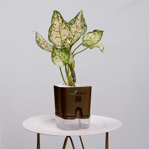 Aglaonema Snow white