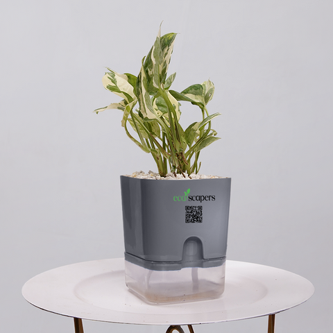 Money Plant Marble Queen