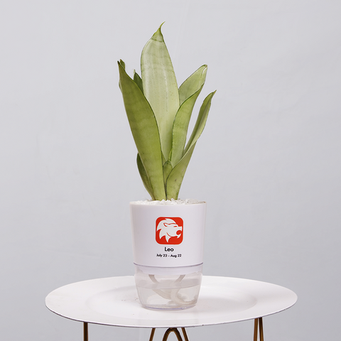 Sansevieria Moonlight