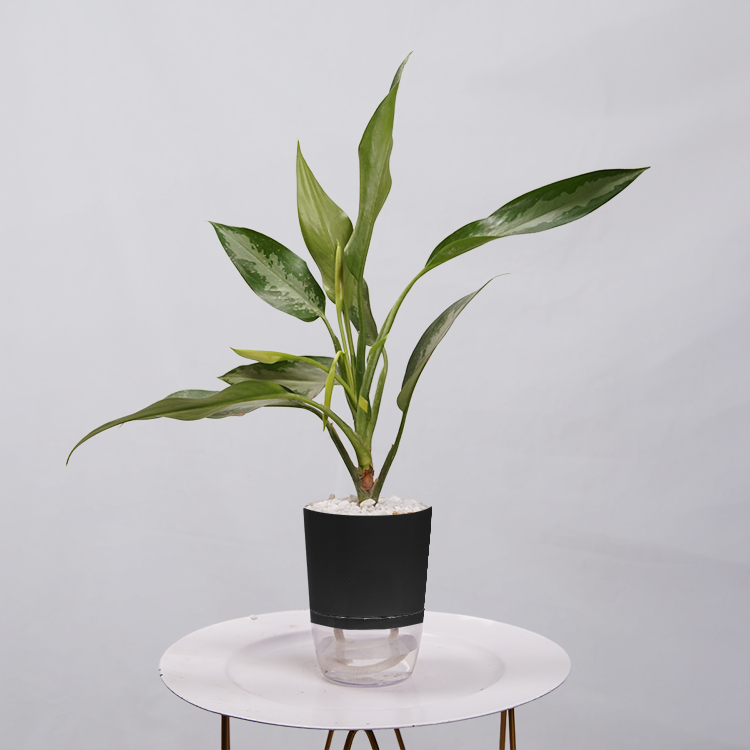 Aglaonema Chinese Evergreen
