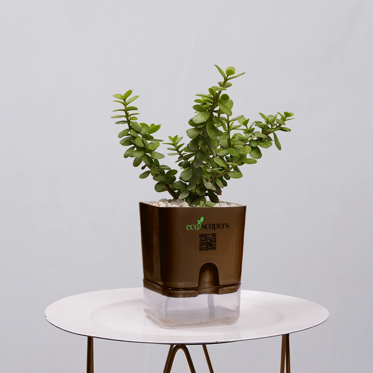 Jade Plant (Crassula ovata)