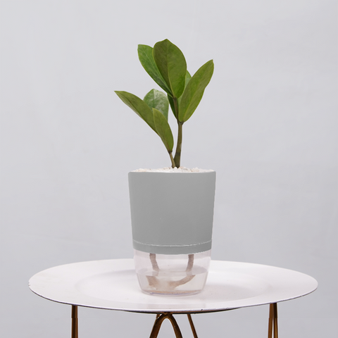 ZZ Plant (Zamioculcas zamiifolia)