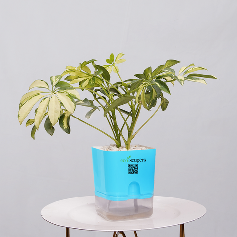 Shefflera (Umbrella Plant)