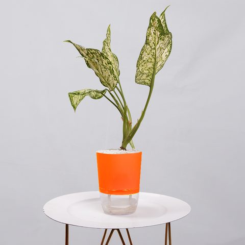 Aglaonema Chinese Evergreen