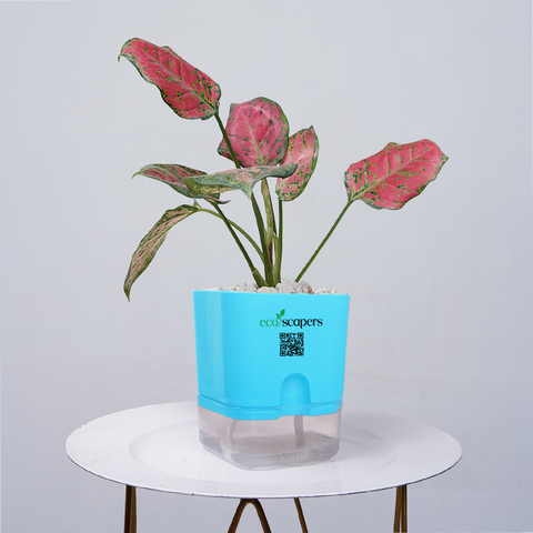 Aglaonema pink lipstick