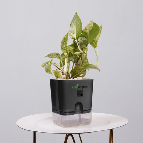 Money Plant Green (Pothos, Epipremnum aureum)