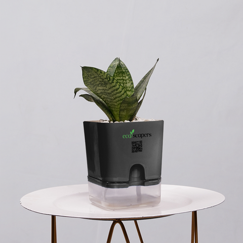 Snake Plant Bird’s Nest (Sansevieria Hahnii)