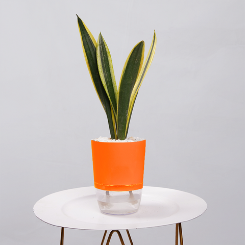 Snake Plant Dwarf Thai
