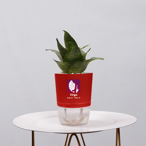 Snake Plant Bird’s Nest (Sansevieria Hahnii)