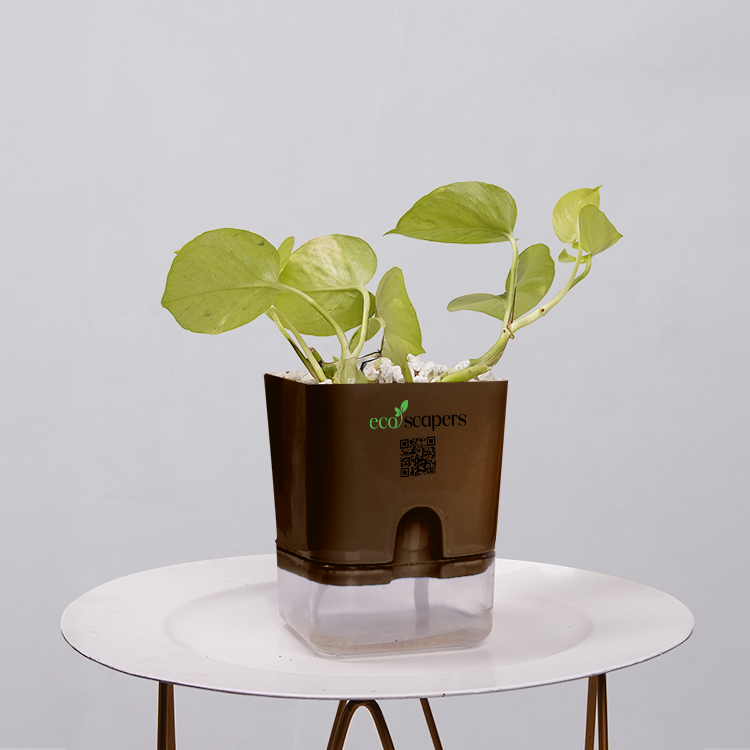 Money Plant Neon