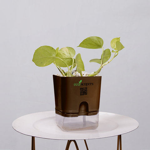 Money Plant Neon