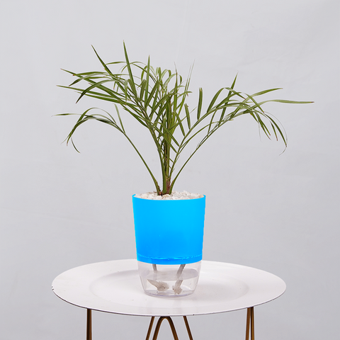 Phoenix Palm
