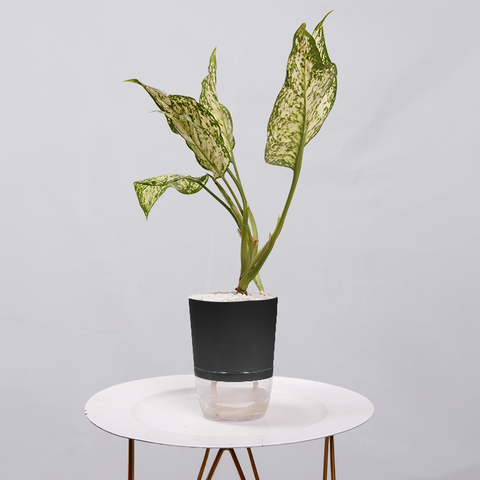 Aglaonema Chinese Evergreen