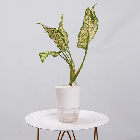 Aglaonema Chinese Evergreen