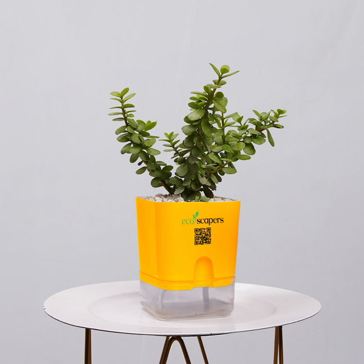 Jade Plant (Crassula ovata)