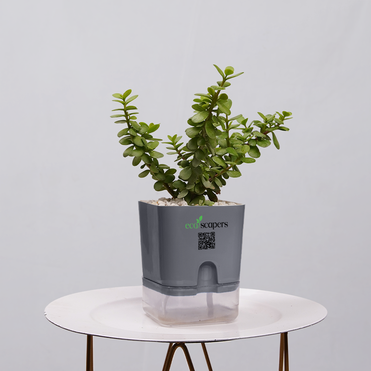 Jade Plant (Crassula ovata)