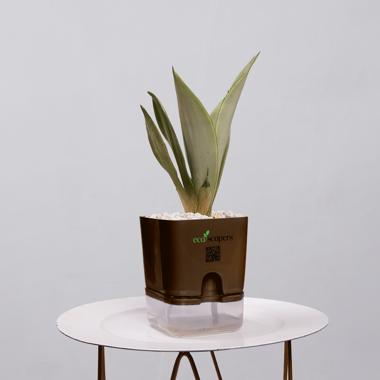 Sansevieria Moonlight