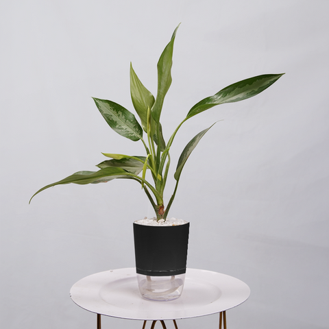 Aglaonema Tigress