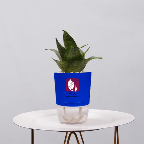 Snake Plant Bird’s Nest (Sansevieria Hahnii)