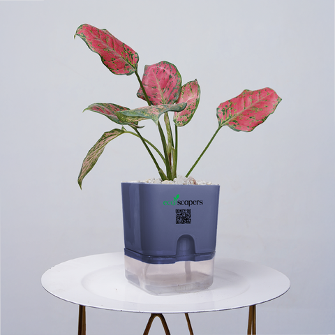 Aglaonema pink lipstick