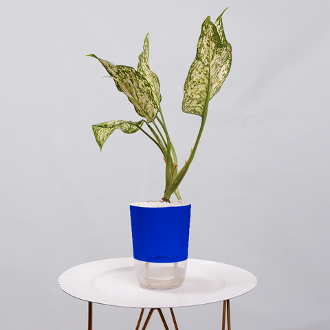 Aglaonema Chinese Evergreen