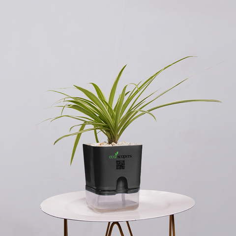 Spider Plant (Chlorophytum comosum)