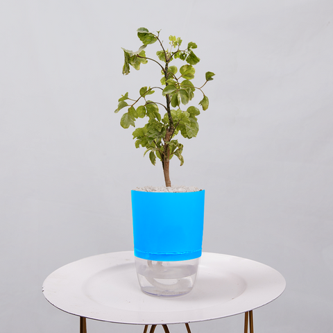 Ficus Bonsai