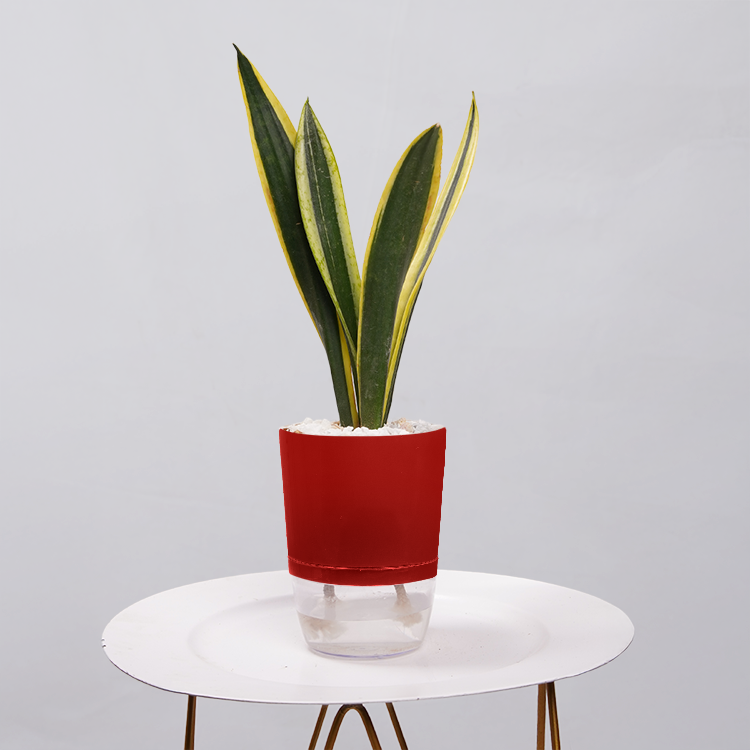 Snake Plant Dwarf Thai