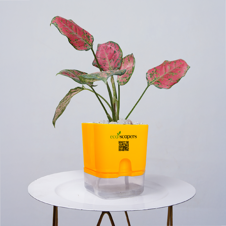 Aglaonema pink lipstick