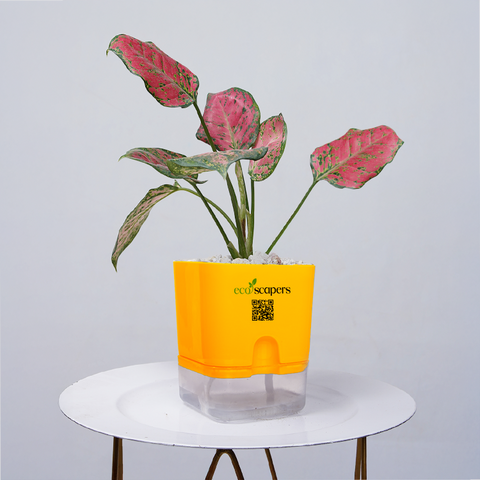 Aglaonema pink lipstick