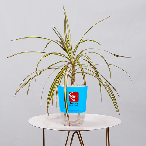 Dracaena marginata Madagascar multicolour