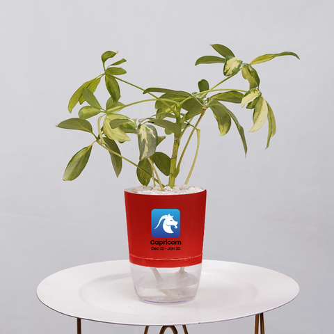 Shefflera (Umbrella Plant)