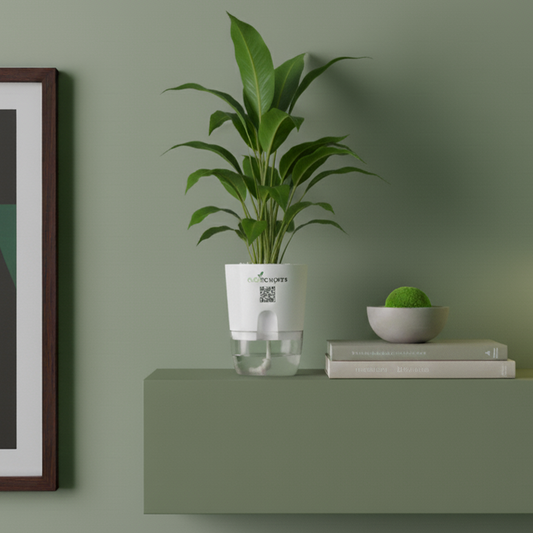 Aglaonema Chinese Evergreen 750