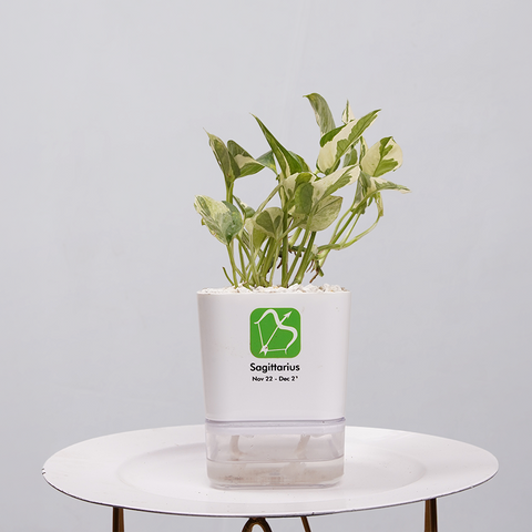 Money Plant Marble Queen