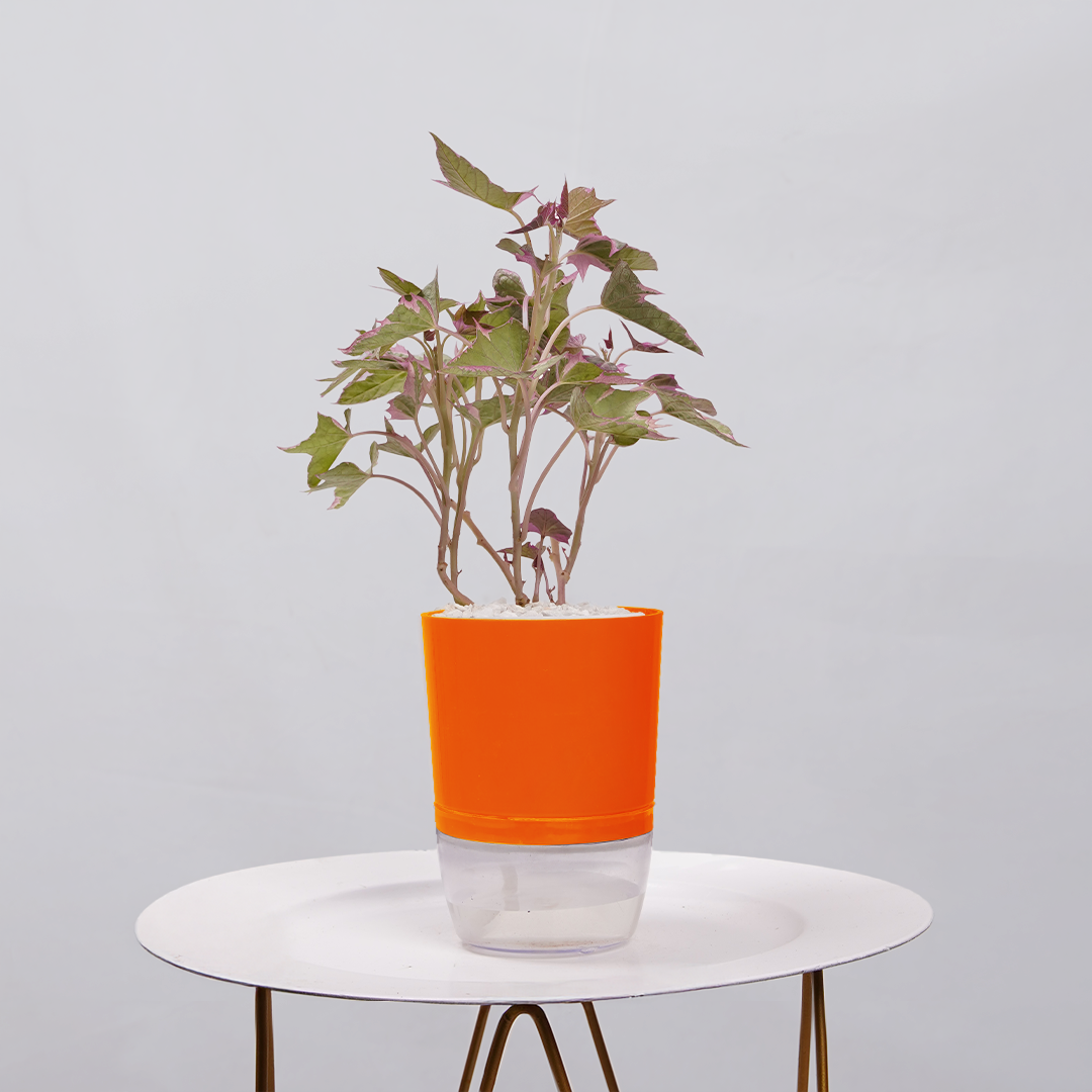 Sweet Potato Vine