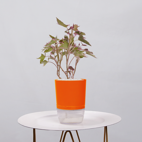Sweet Potato Vine