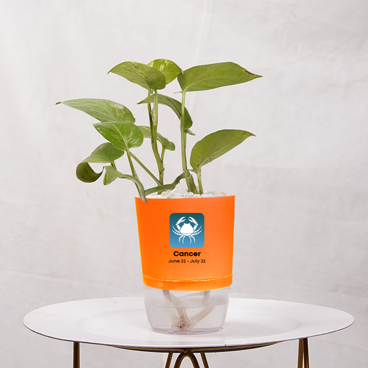 Money Plant Golden