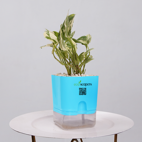 Money Plant Marble Queen