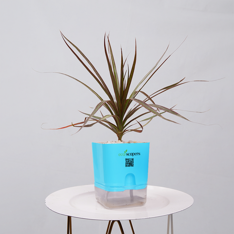 Dracaena Marginata (Dragon Tree)