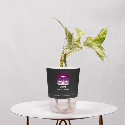 Money Plant Marble Queen