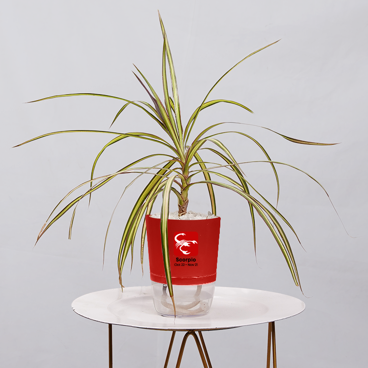 Dracaena marginata Madagascar multicolour